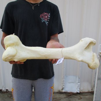 21" Giraffe Femur Leg Bone - $60