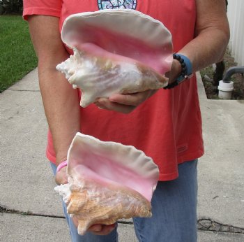 Buy Now 6" & 7-3/4" Pink Conchs, 2 pc - $24