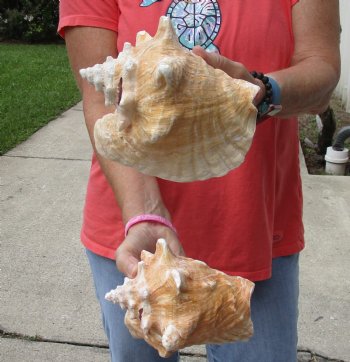 Buy Now 6" & 7-3/4" Pink Conchs, 2 pc - $24