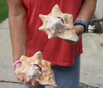 Buy Now 6" & 7-3/4" Pink Conchs, 2 pc - $24