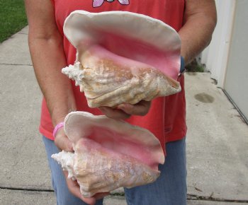 Buy Now 6" & 7-3/4" Pink Conchs, 2 pc - $24