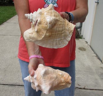 Buy Now 6" & 7-3/4" Pink Conchs, 2 pc - $24