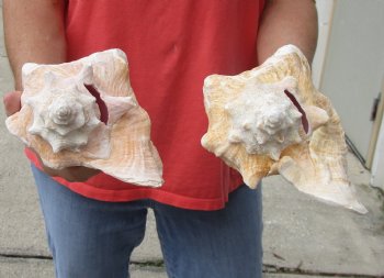 Buy Now 6" & 7-3/4" Pink Conchs, 2 pc - $24