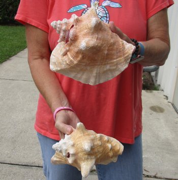 Buy Now 6" & 7-3/4" Pink Conchs, 2 pc - $24