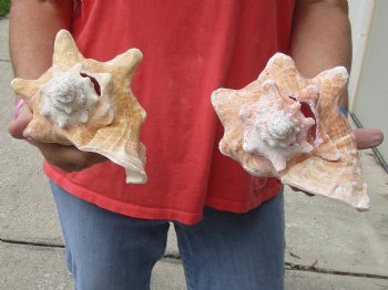 Buy Now 6" & 7-3/4" Pink Conchs, 2 pc - $24