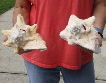 Buy Now 6" & 7-3/4" Pink Conchs, 2 pc - $24