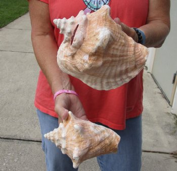 Buy Now 6" & 7-3/4" Pink Conchs, 2 pc - $24