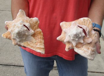 Buy Now 6" & 7-3/4" Pink Conchs, 2 pc - $24