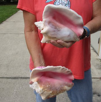 Buy Now 6" & 7-3/4" Pink Conchs, 2 pc - $24