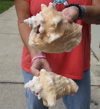 Buy Now 6" & 7-3/4" Pink Conchs, 2 pc - $24