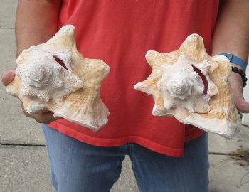 Buy Now 6" & 7-3/4" Pink Conchs, 2 pc - $24