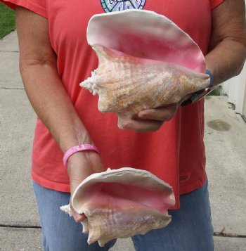 Buy Now 6" & 7-3/4" Pink Conchs, 2 pc - $24