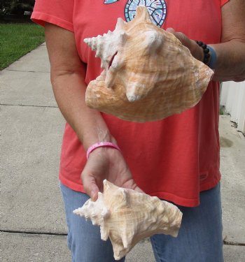 Buy Now 6" & 7-3/4" Pink Conchs, 2 pc - $24