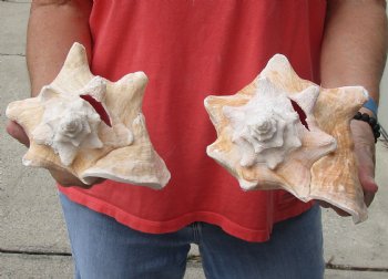 Buy Now 6" & 7-3/4" Pink Conchs, 2 pc - $24