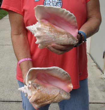 Buy Now 6" & 7-3/4" Pink Conchs, 2 pc - $24