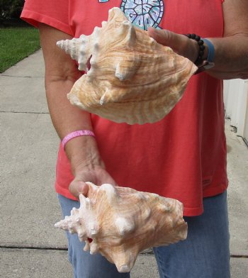 Buy Now 6" & 7-3/4" Pink Conchs, 2 pc - $24