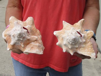 Buy Now 6" & 7-3/4" Pink Conchs, 2 pc - $24