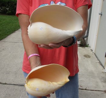 2 Philippine crowned baler melon shells for sale 8 inch - $17/lot