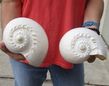 2 Philippine crowned baler melon shells for sale 8 inch - $17/lot