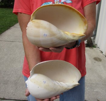 2 Philippine crowned baler melon shells for sale 8 inch - $17/lot