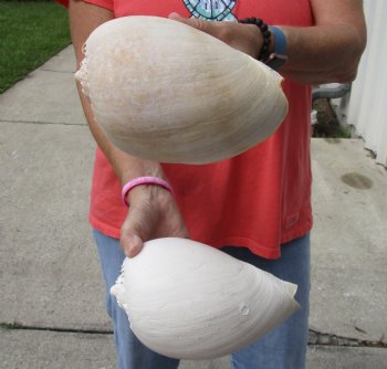 2 Philippine crowned baler melon shells for sale 8 inch - $17/lot