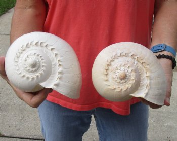 2 Philippine crowned baler melon shells for sale 8 inch - $17/lot