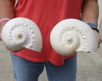 2 Philippine crowned baler melon shells for sale 8 inch - $17/lot