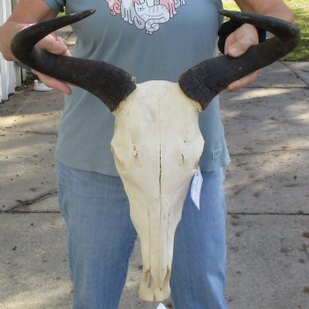 African Blue Wildebeest Skull with 19" Horn Spread - $85