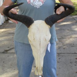 African Blue Wildebeest Skull with 19" Horn Spread - $85