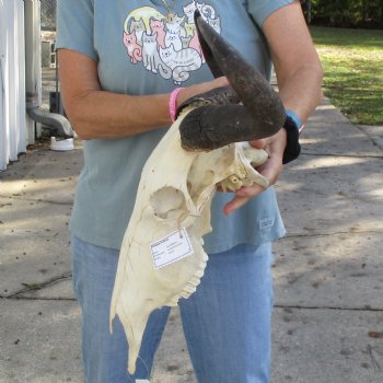 African Blue Wildebeest Skull with 19" Horn Spread - $85