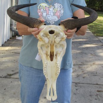 African Blue Wildebeest Skull with 19" Horn Spread - $85