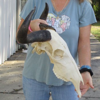 African Blue Wildebeest Skull with 19" Horn Spread - $85