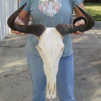 African Blue Wildebeest Skull with 20" Horn Spread - $85