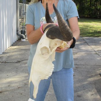 African Blue Wildebeest Skull with 20" Horn Spread - $85