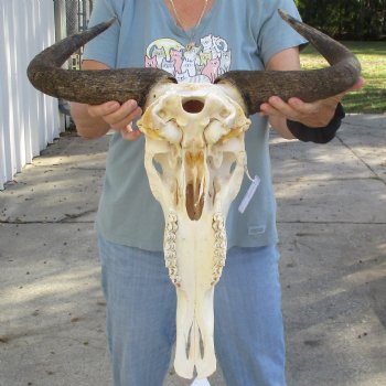 African Blue Wildebeest Skull with 20" Horn Spread - $85