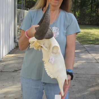 African Blue Wildebeest Skull with 20" Horn Spread - $85