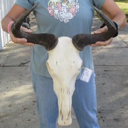 African Blue Wildebeest Skull with 18" Horn Spread - $85