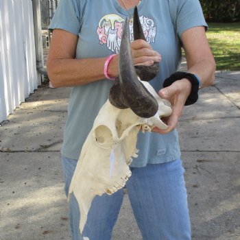 African Blue Wildebeest Skull with 18" Horn Spread - $85