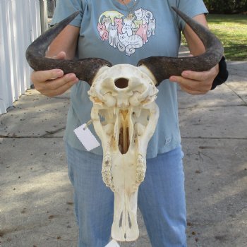 African Blue Wildebeest Skull with 18" Horn Spread - $85