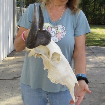 African Blue Wildebeest Skull with 18" Horn Spread - $85