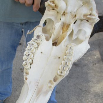 African Blue Wildebeest Skull with 18" Horn Spread - $85