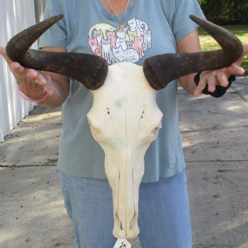 African Blue Wildebeest Skull with 20" Horn Spread - $85