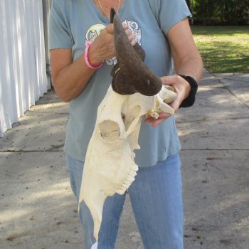 African Blue Wildebeest Skull with 20" Horn Spread - $85