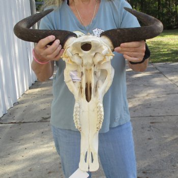 African Blue Wildebeest Skull with 20" Horn Spread - $85