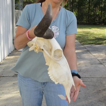 African Blue Wildebeest Skull with 20" Horn Spread - $85