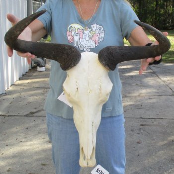 African Blue Wildebeest Skull with 20" Horn Spread - $85