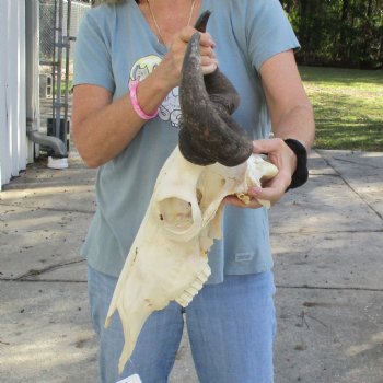 African Blue Wildebeest Skull with 20" Horn Spread - $85