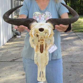 African Blue Wildebeest Skull with 20" Horn Spread - $85