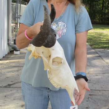 African Blue Wildebeest Skull with 20" Horn Spread - $85