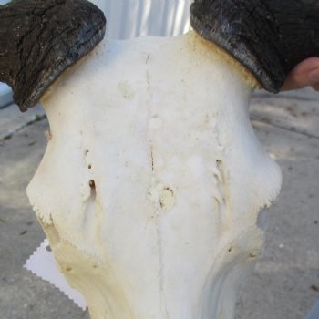 African Blue Wildebeest Skull with 20" Horn Spread - $85